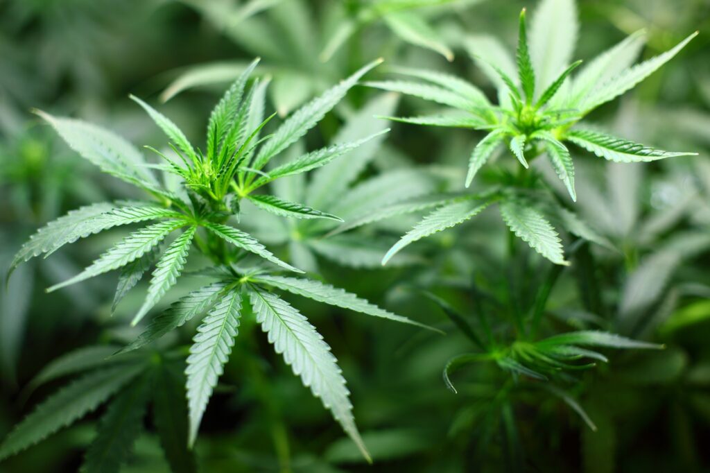 O uso de Cannabis com potência cada vez maior aumenta a incidência de psicose